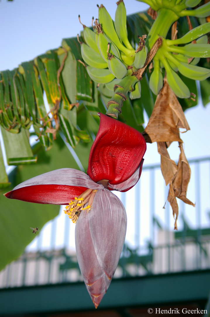 Biene im Landeanflug auf Bananenblüte