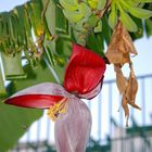 Biene im Landeanflug auf Bananenblüte