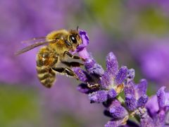 Biene im Lavendel