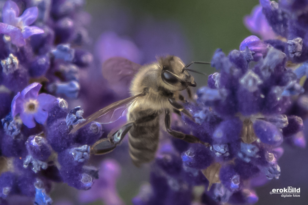 Biene im Lavendel 1