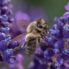 Biene im Lavendel 1