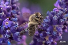 Biene im Lavendel 1