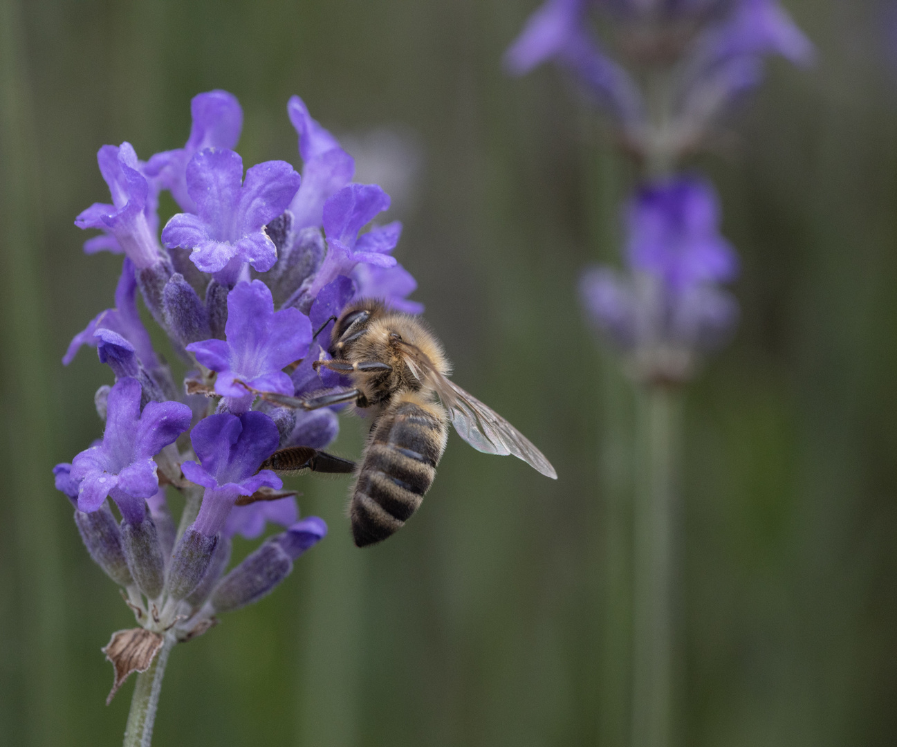 Biene im Lavendel (150mm)