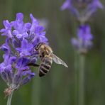 Biene im Lavendel (150mm)