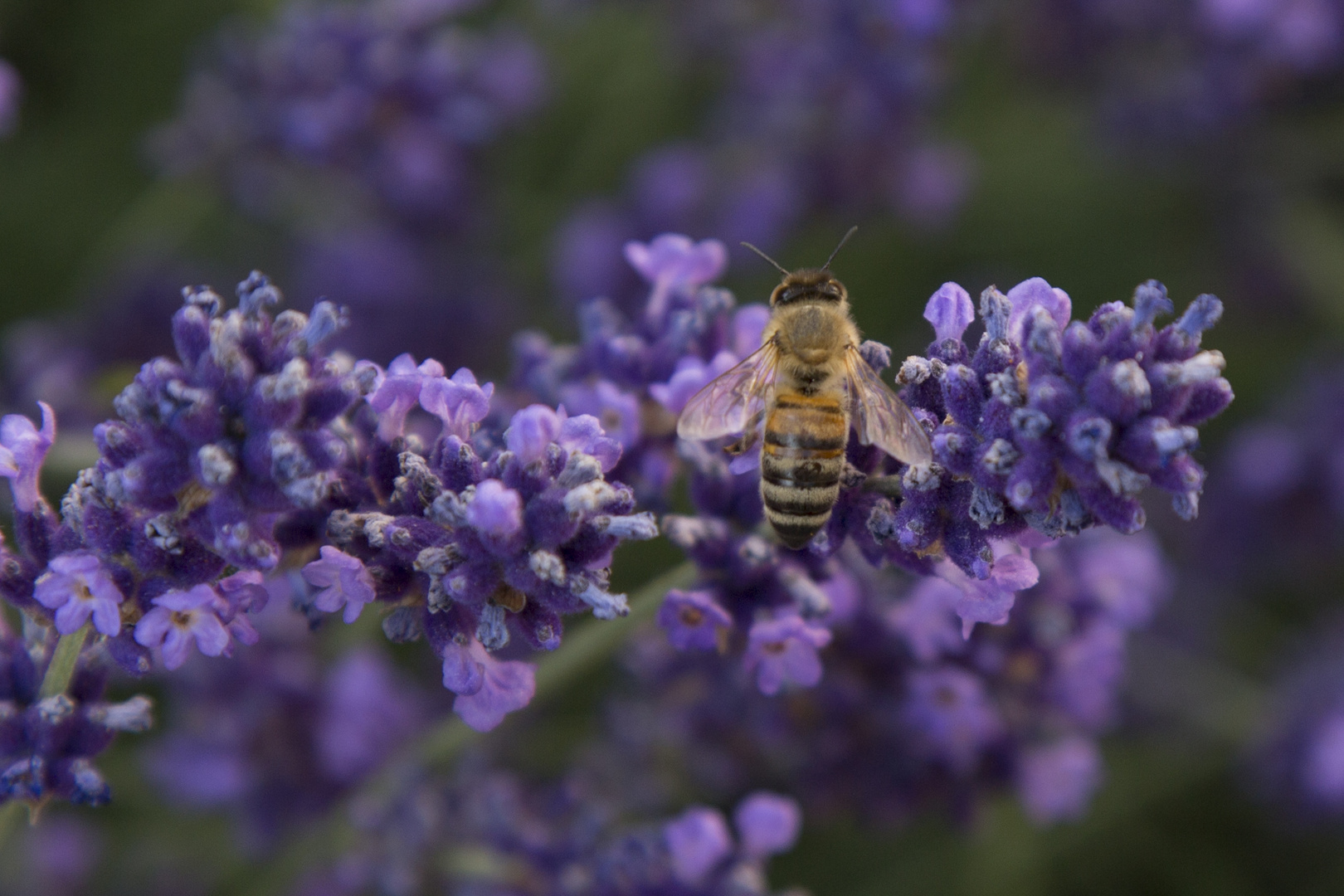 Biene im Lavendel 2