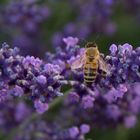 Biene im Lavendel 2