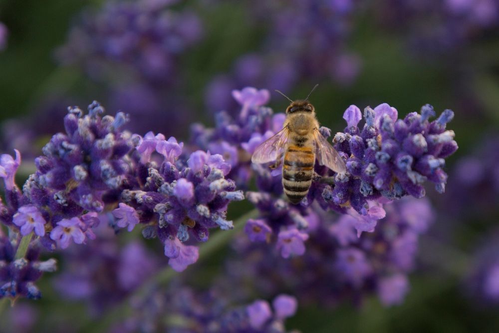 Biene im Lavendel 2