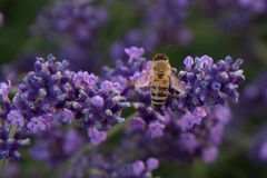 Biene im Lavendel 2