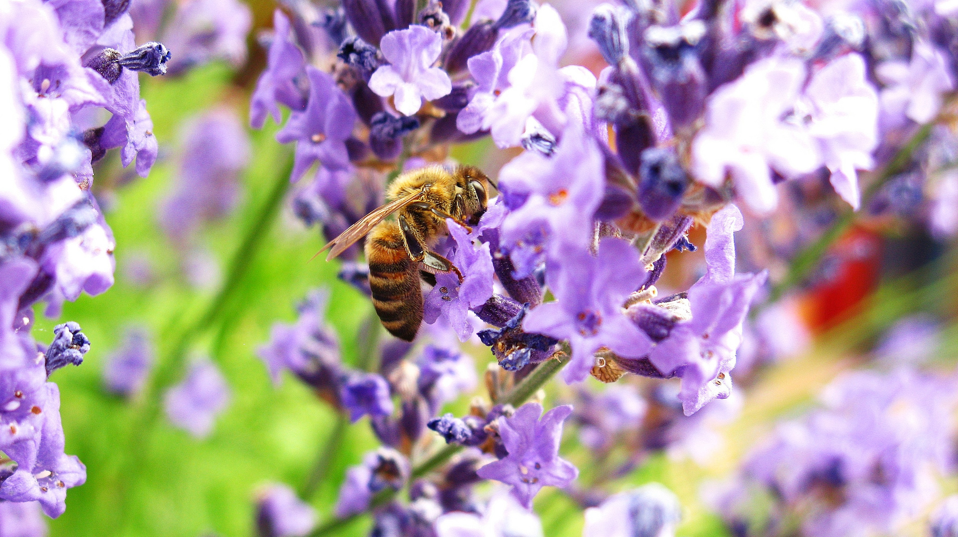 Biene im Lavendel 2