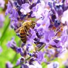 Biene im Lavendel 2