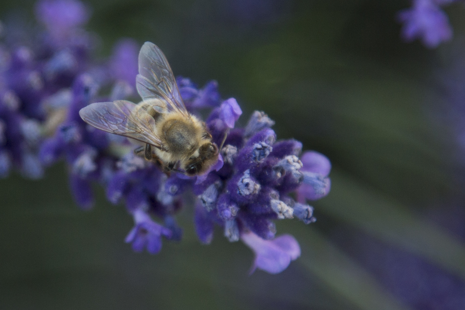 Biene im Lavendel 3