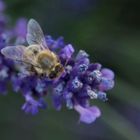 Biene im Lavendel 3