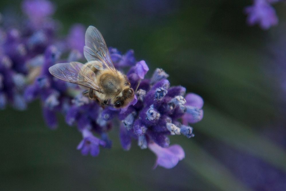 Biene im Lavendel 3