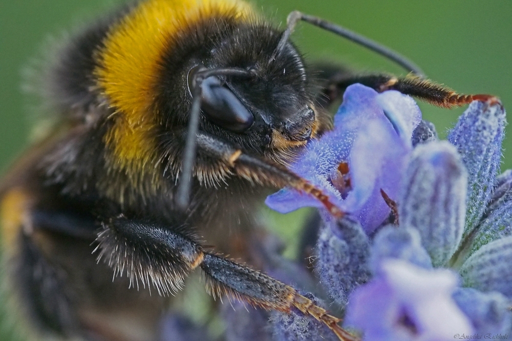 Biene im Lavendel