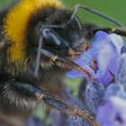 Biene im Lavendel