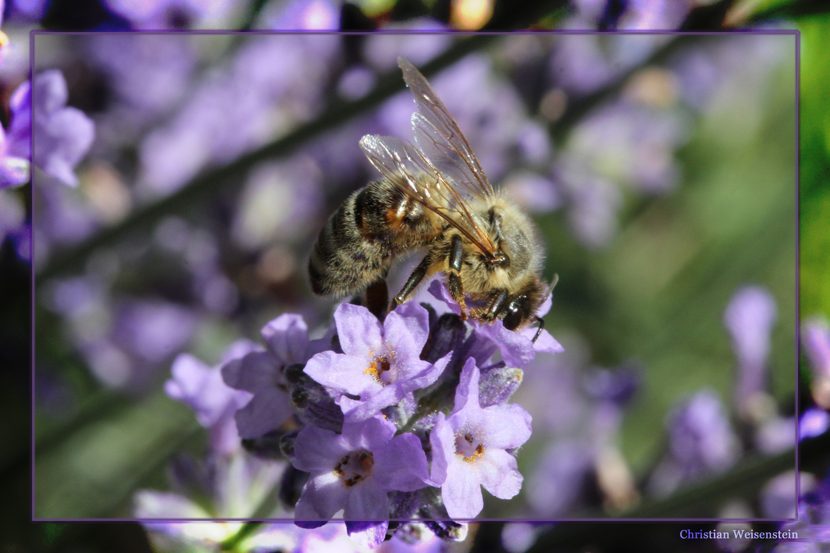 Biene im Lavendel