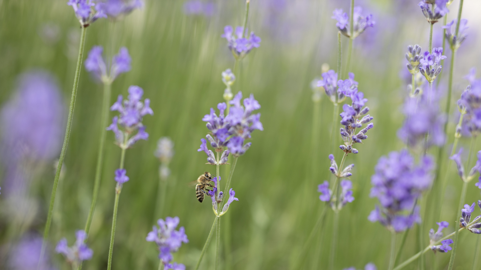 Biene im Lavendel (50mm)