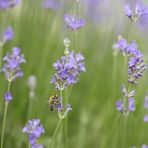 Biene im Lavendel (50mm)