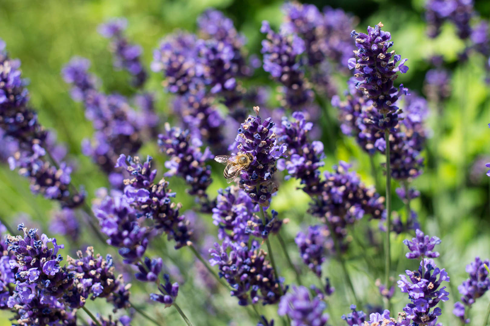 Biene im Lavendel