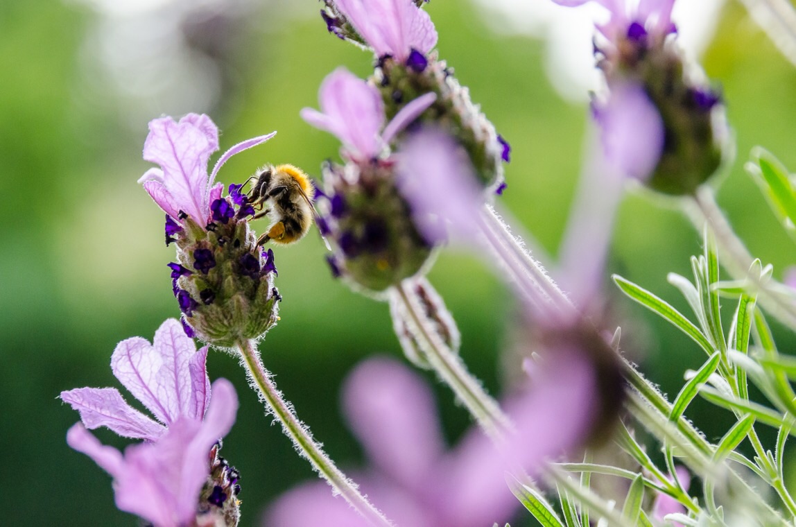 Biene im Lavendel