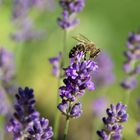 Biene im Lavendel