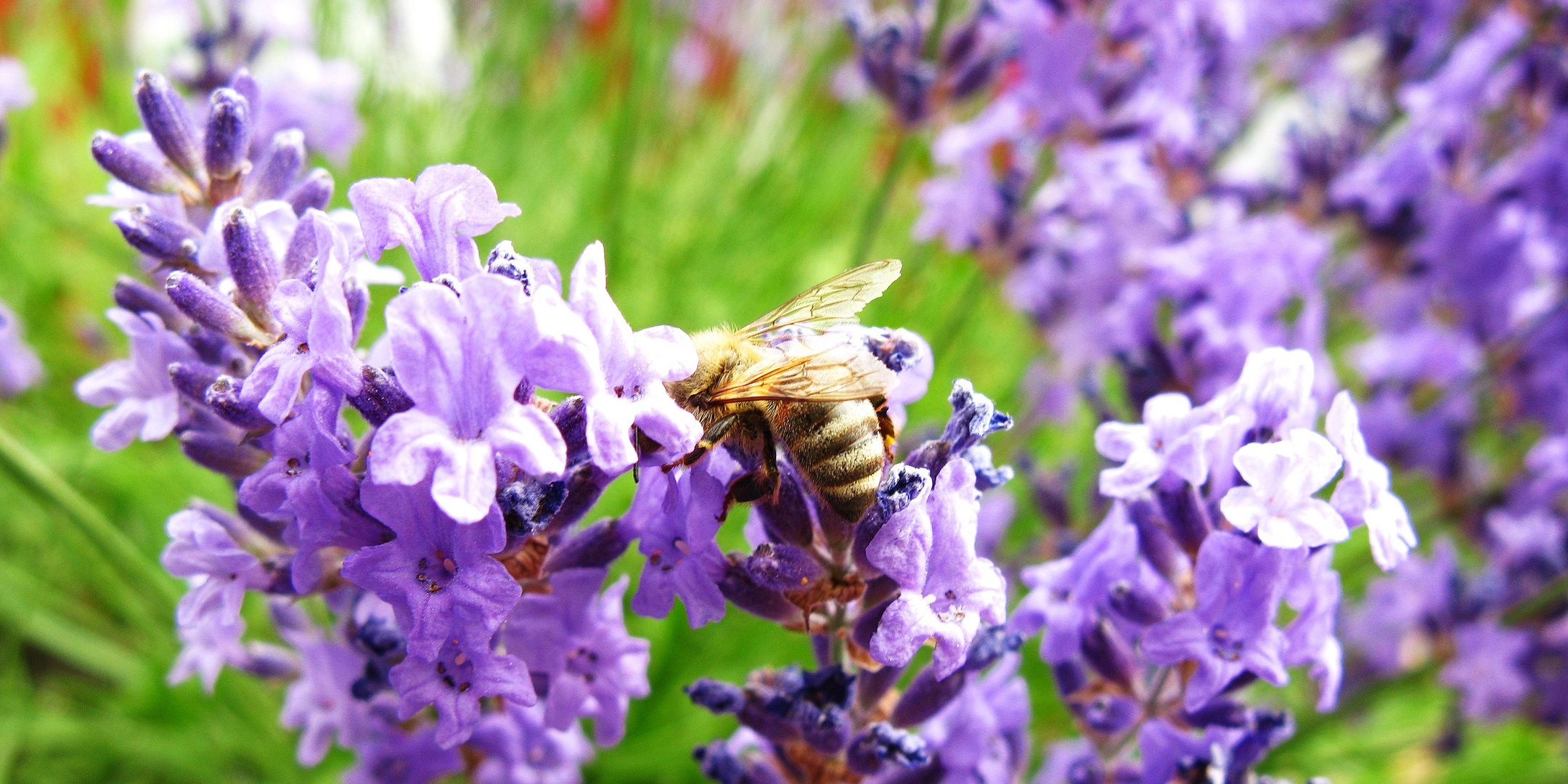 Biene im Lavendel