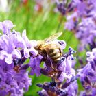 Biene im Lavendel