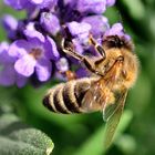 Biene im Lavendel