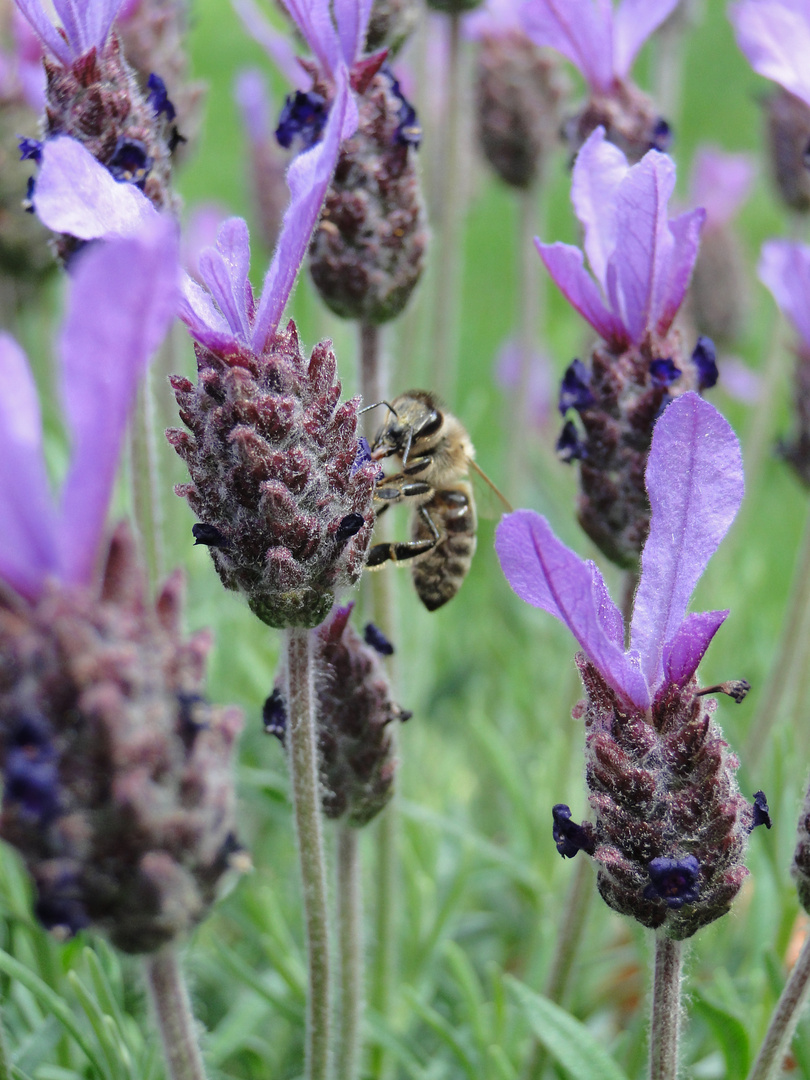 Biene im Lavendel