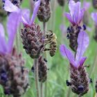 Biene im Lavendel