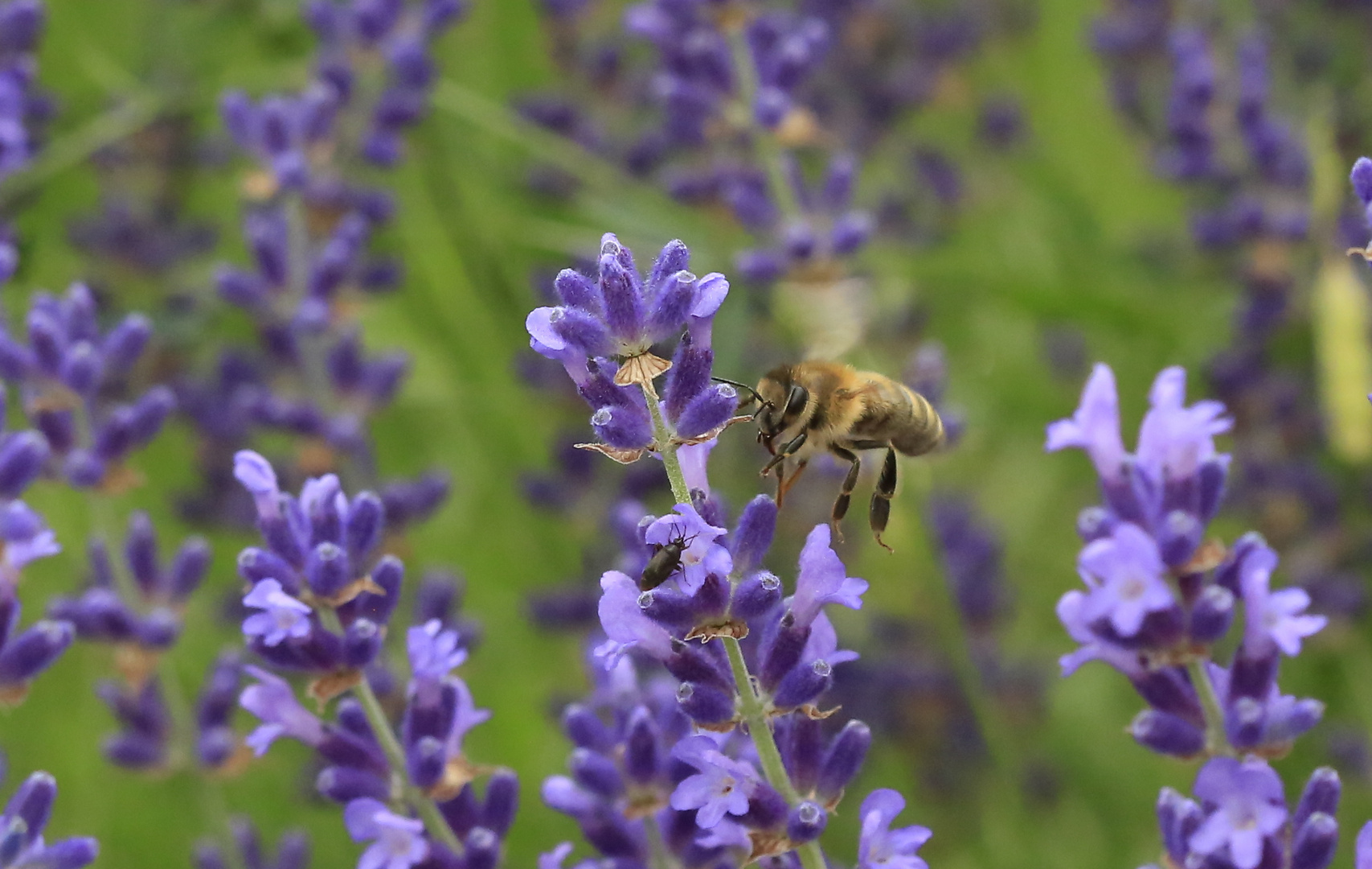 Biene im Lavendel