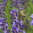 Biene im Lavendel