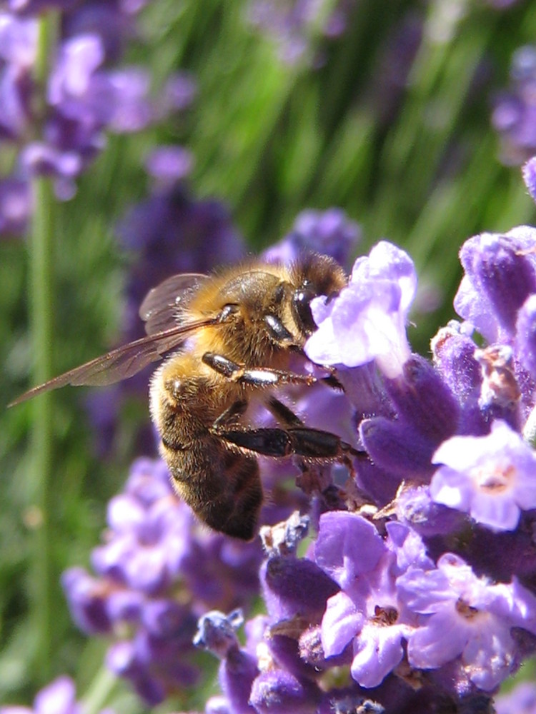 Biene im Lavendel