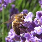 Biene im Lavendel