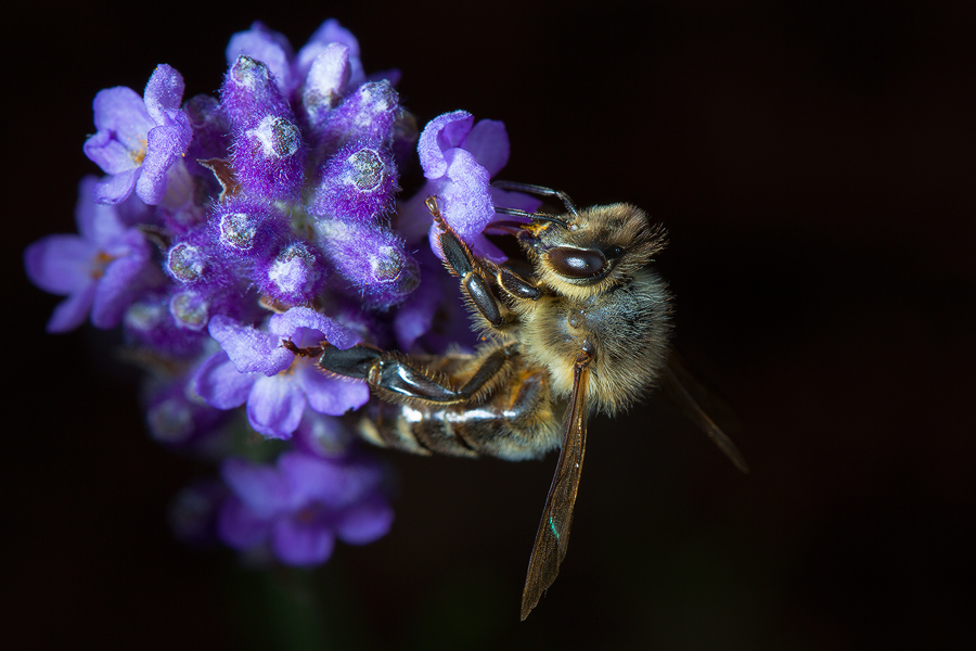 Biene im Lavendel Fieber