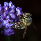 Biene im Lavendel Fieber