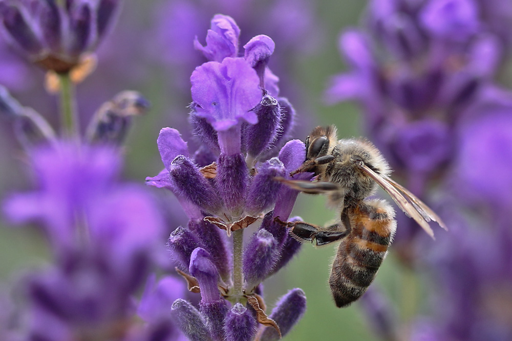 Biene im Lavendel-Paradies