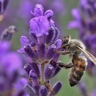 Biene im Lavendel-Paradies