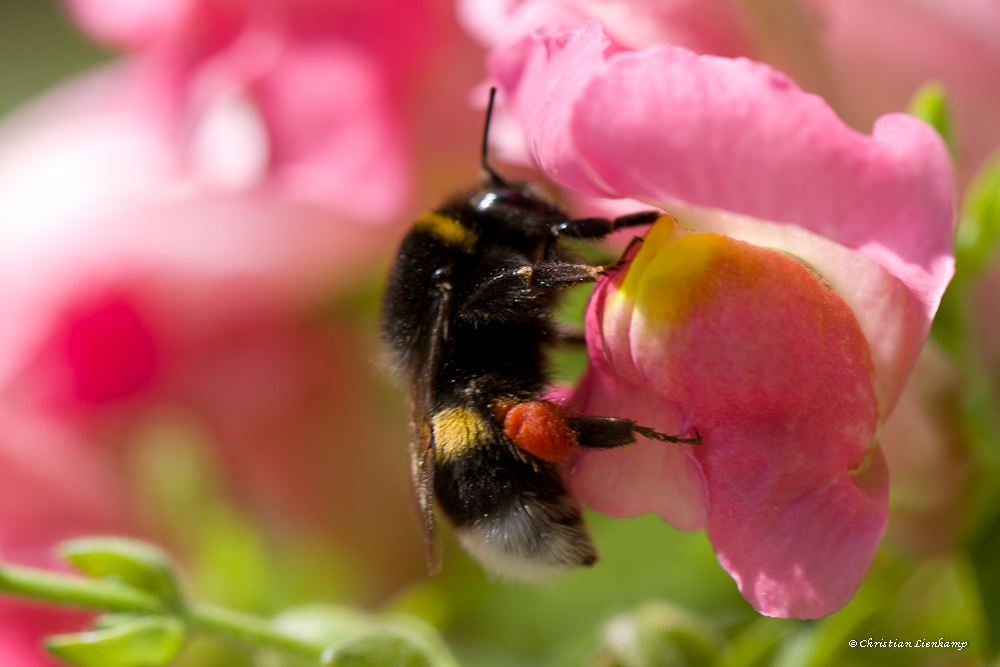 Biene im Löwenmäulchen