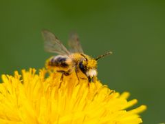 Biene im Löwenzahn