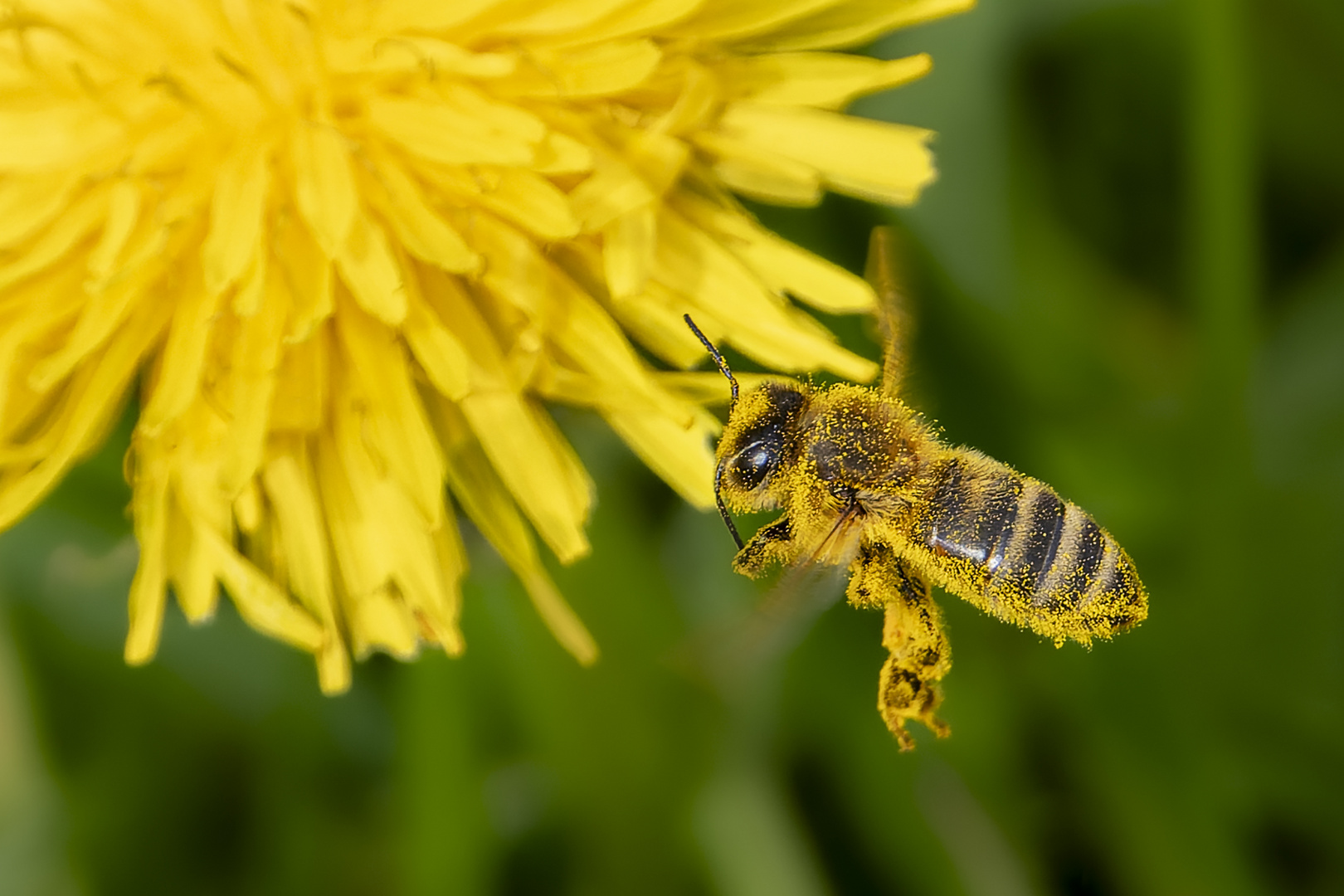 Biene im Löwenzahn-Rausch