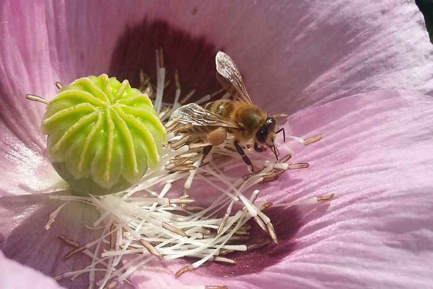 Biene im Mohn