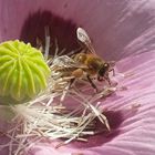 Biene im Mohn