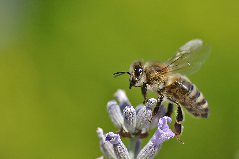 Biene im Moment des Abfluges