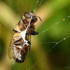 Biene im Netz der Wespenspinne