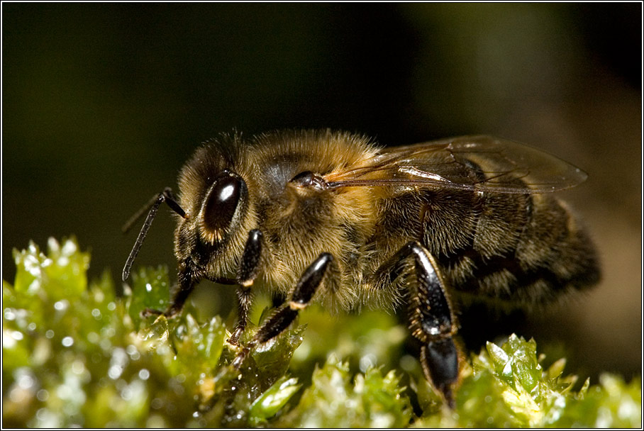 Biene im Parc del laberint d'Horta in Barcelona 3