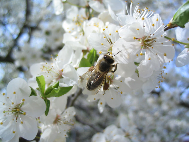 Biene im Pflaumenbaum