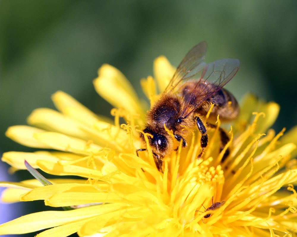 - Biene im Pollenrausch -