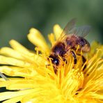 - Biene im Pollenrausch -