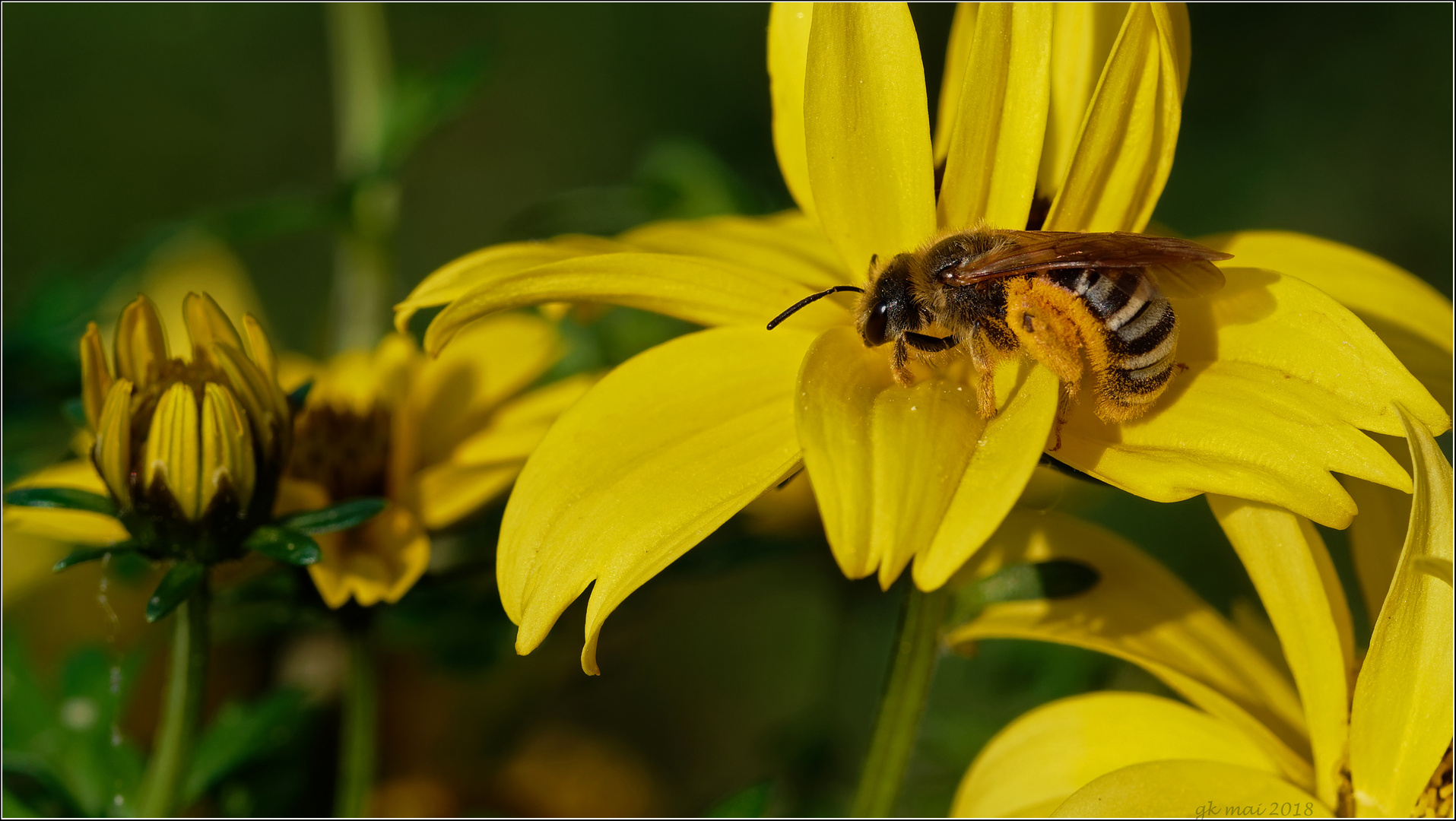 Biene im Pollentaumel